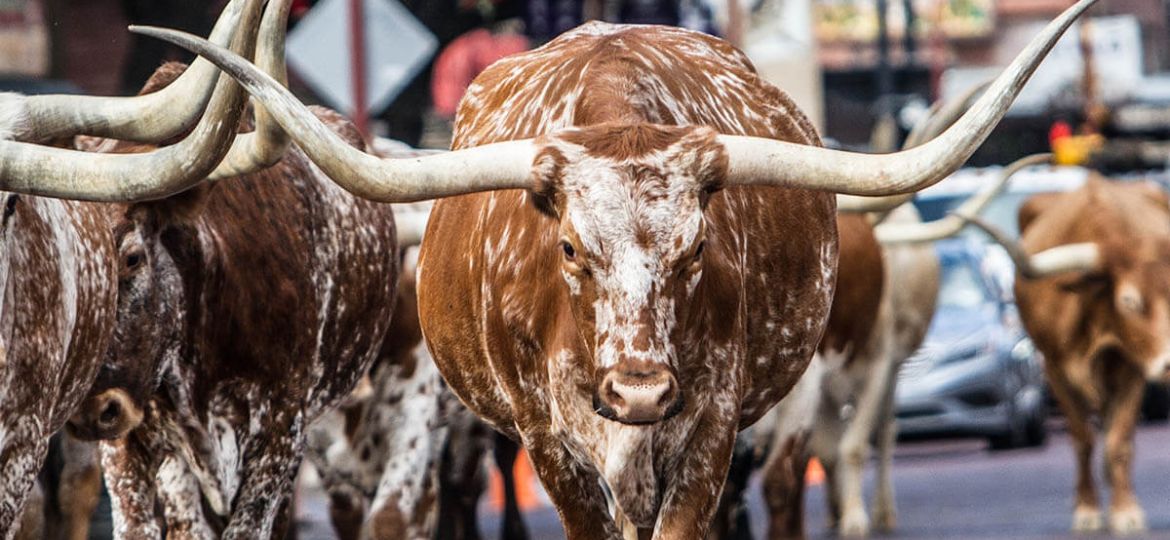 texas history fort worth longhorns