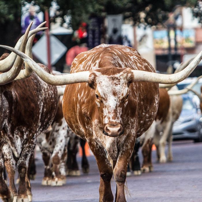 texas history fort worth longhorns